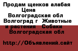 Продам щенков алабая › Цена ­ 3 500 - Волгоградская обл., Волгоград г. Животные и растения » Собаки   . Волгоградская обл.